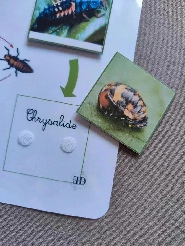 Kit ciclo de vida de una mariquita Montessori – photo 2